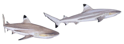 Requin à pointes noires, carcharhinus melanopterus