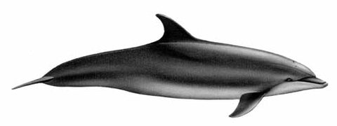 Grand dauphin, tursiops truncatus