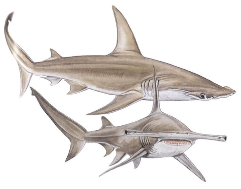 Grand requin marteau, Sphyrna mokarran