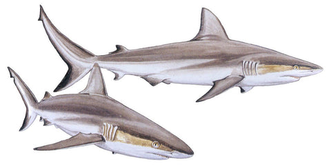 Requin gris de récif, carcharhinus amblyrhychos