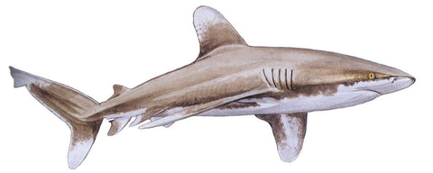 Requin océanique à pointes blanches, carcharhinus longimanus