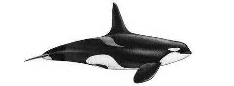 Orque, orcinus orca