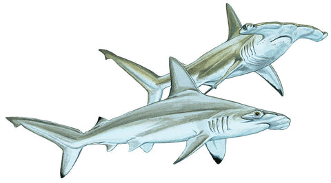 Requin marteau à feston, sphyrna lewini