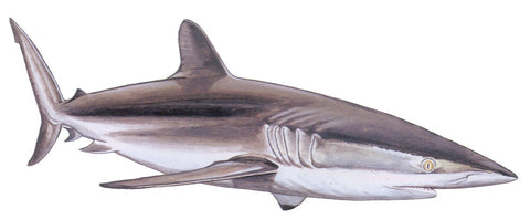 Requin soyeux, carcharhinus falciformis