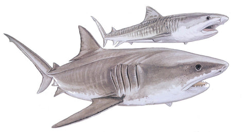 Requin tigre, galeocerdo cuvier