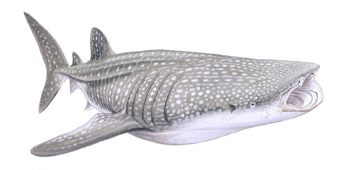 Requin baleine, rhincodon typus