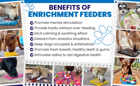 Mental Stimulation and Enrichment Ideas for your Dog