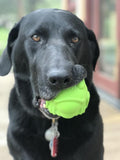 Frog Rubber Dog Toy and Treat Dispenser 