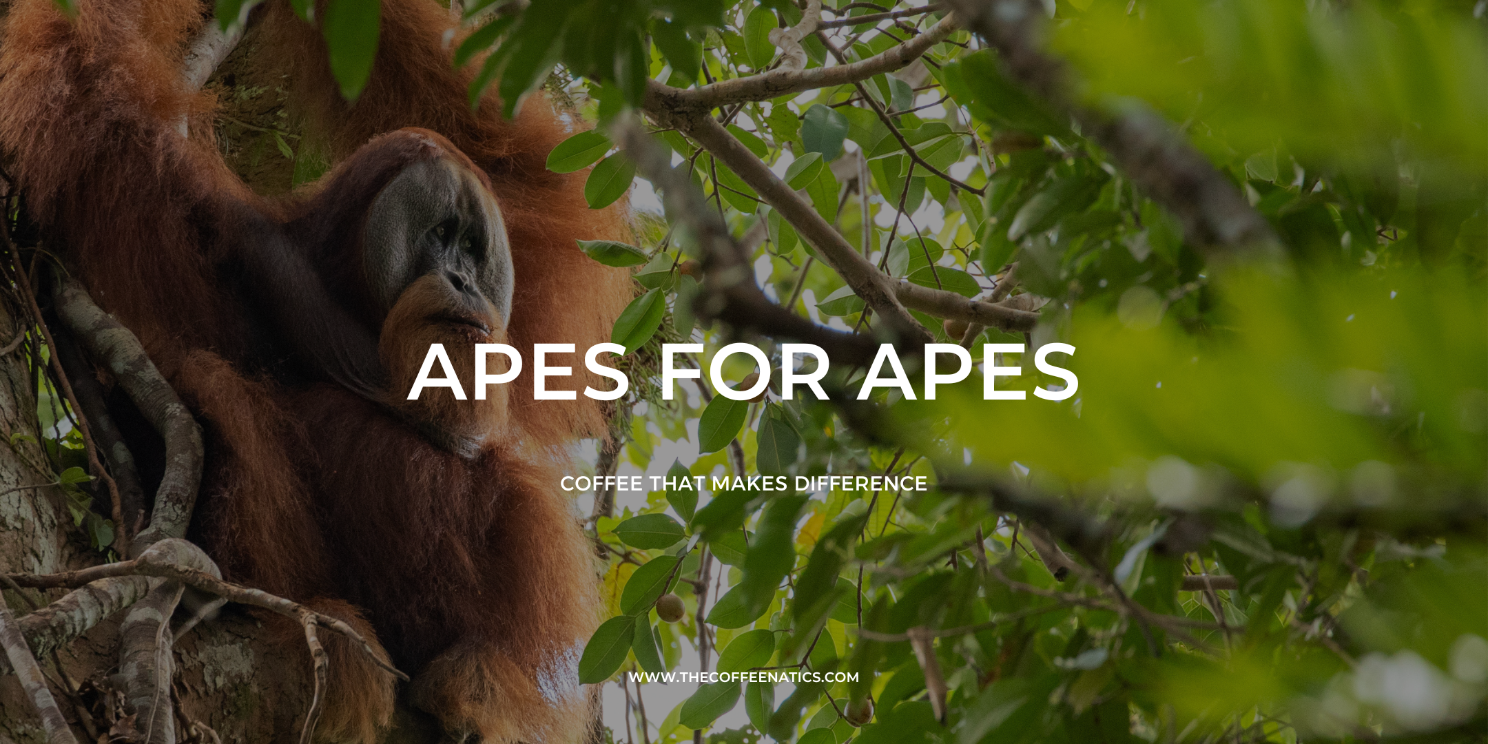 Orang Utan, Konservasi, Kopi, Hutan, Tapanuli