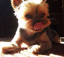 Trisket the Yorkie