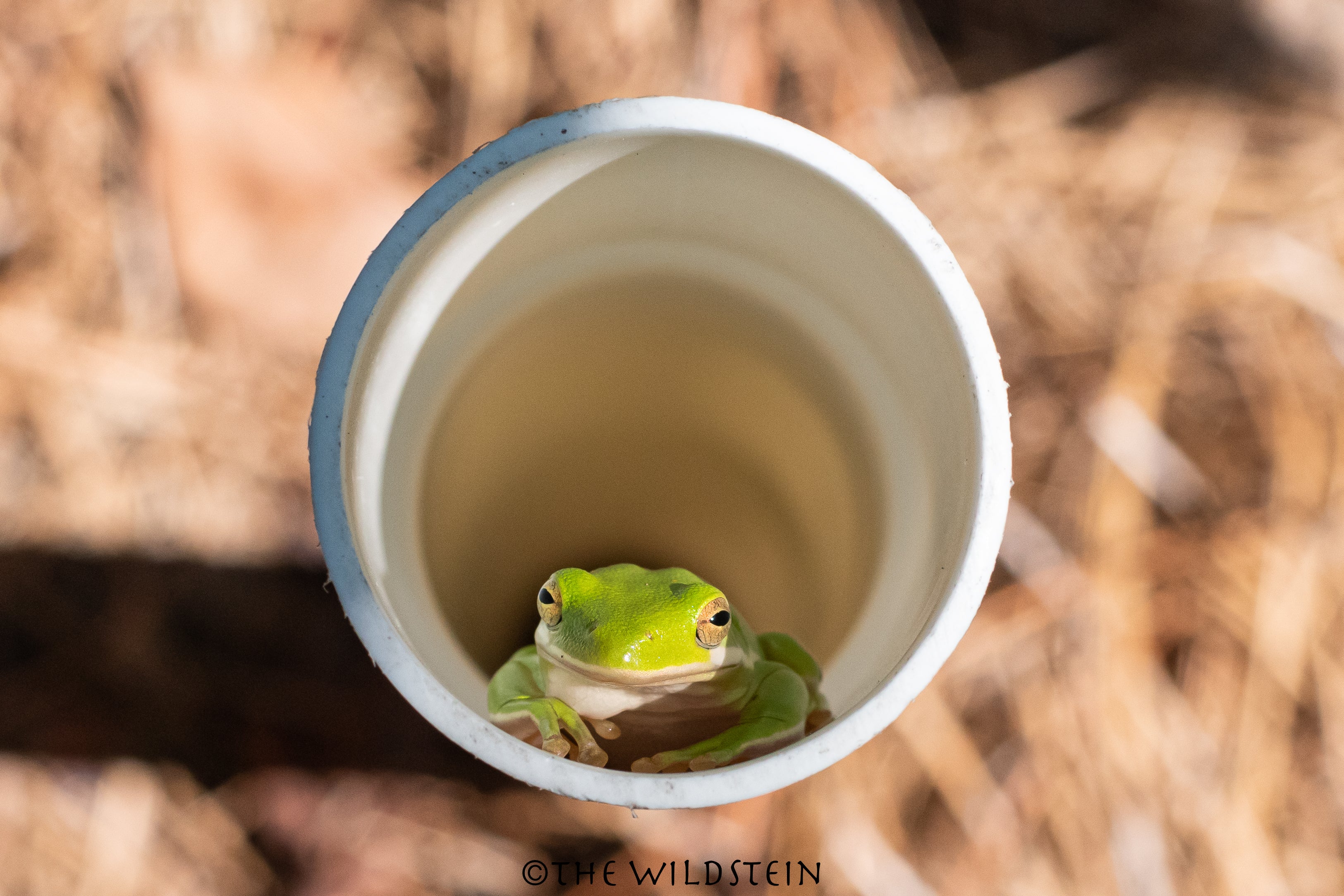 Toughie Tube: Tree Frog House