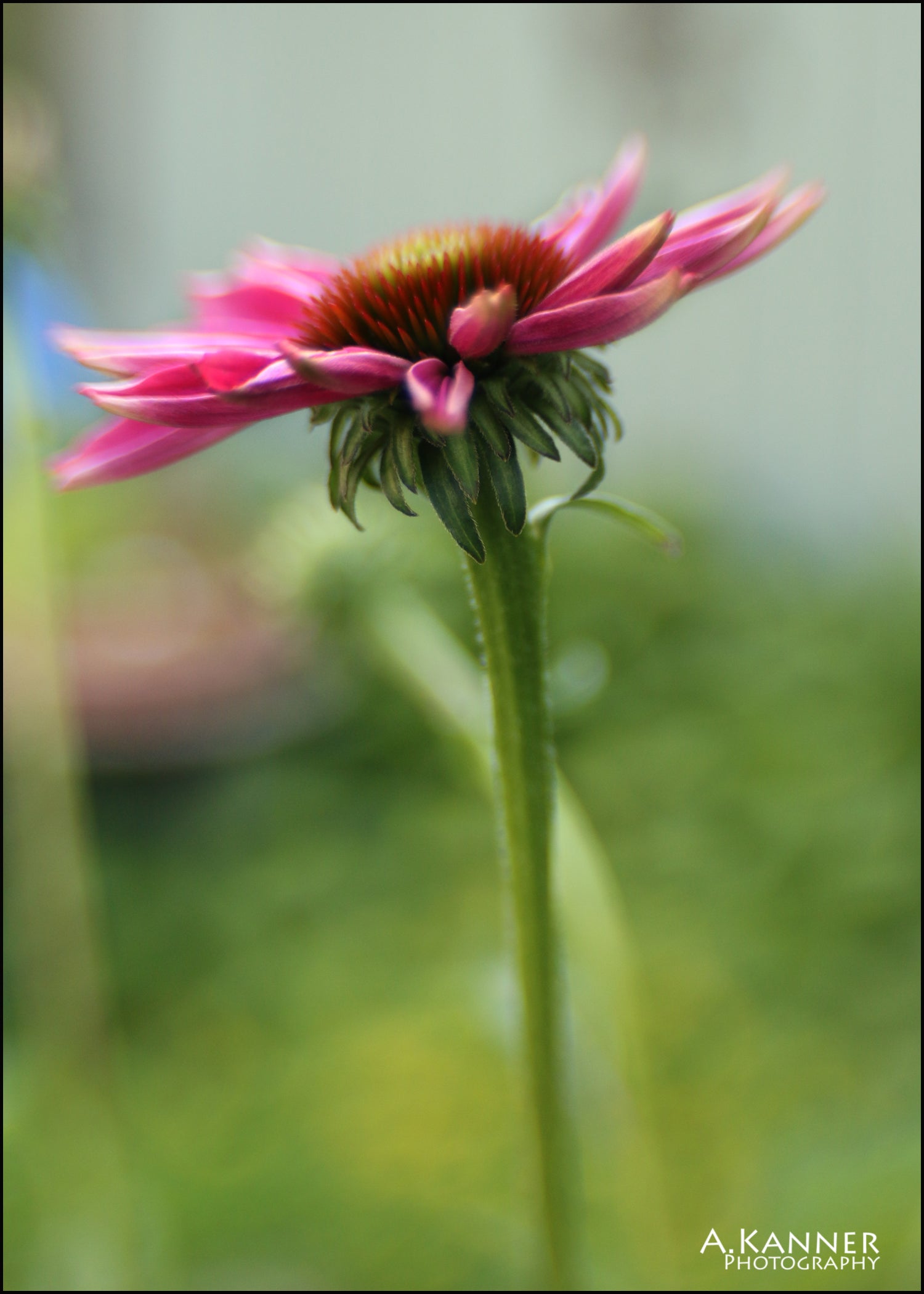 pink white yellow flower with long petals lensbaby journey story angela kanner 