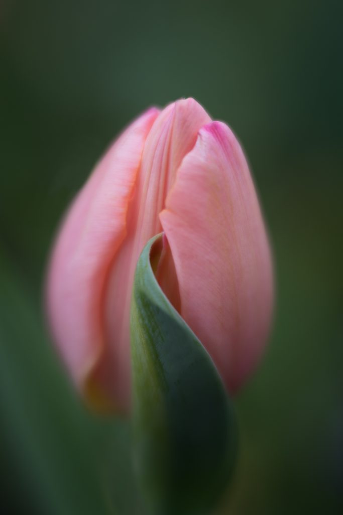 Anne Belmont With Velvet 56 Flower Photography Lensbaby Tulip Creative Photography