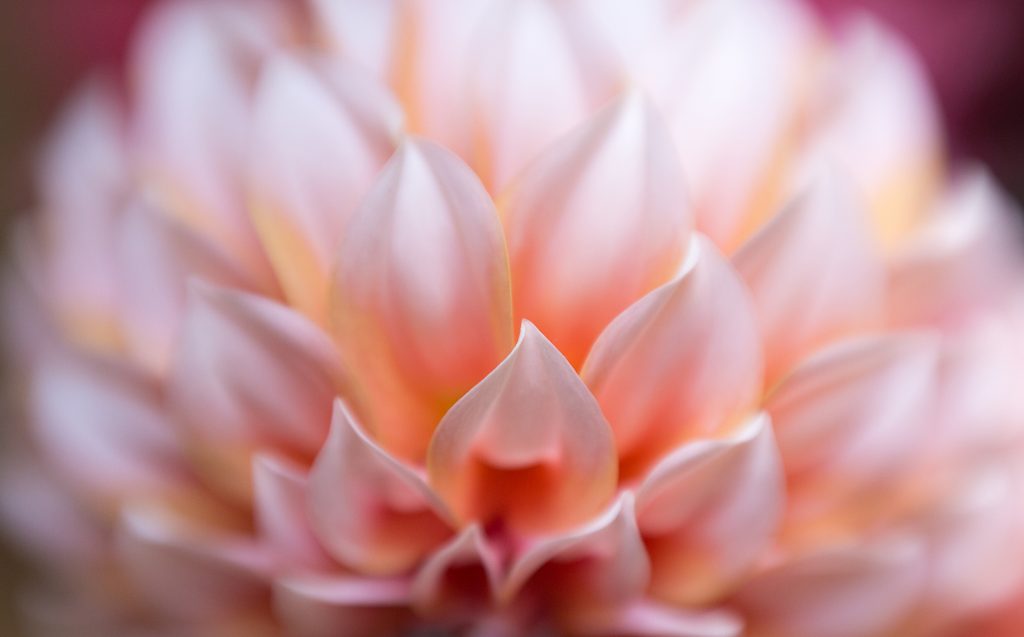 Anne Belmont With Composer Pro and Sweet 50 Lensbaby Creative Photography Flower Photography Dahlia