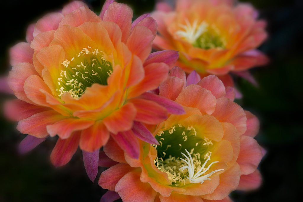 Anne Belmont with Velvet 56 Lensbaby Creative Photography Flower Photography Cactus Flowers