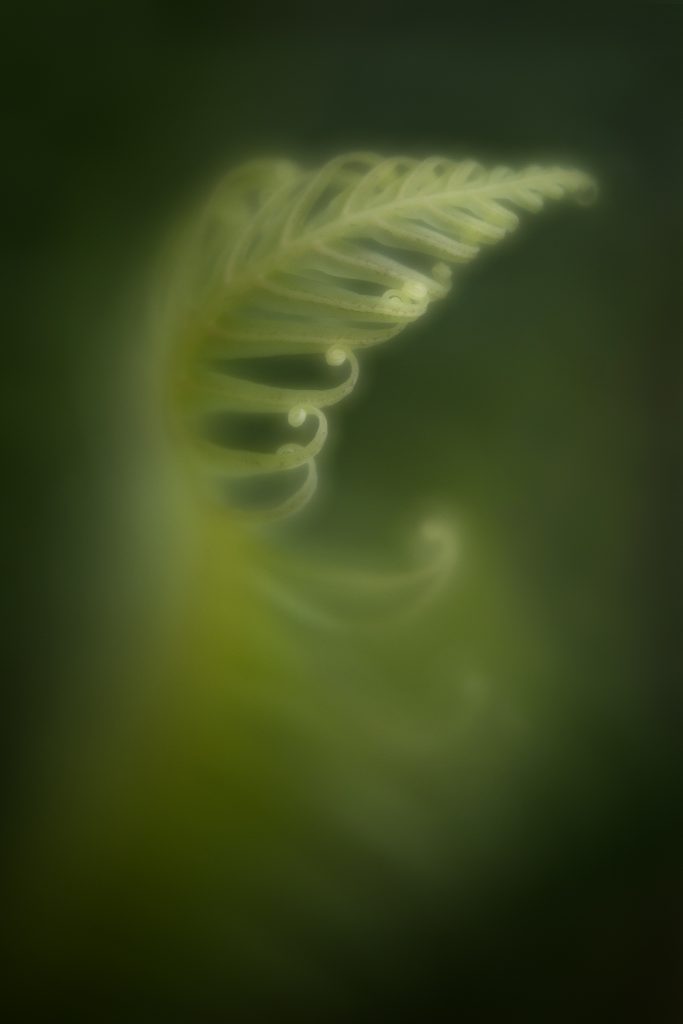 Anne Belmont with Velvet 56 Lensbaby Creative Photography Flower Photography Ferns