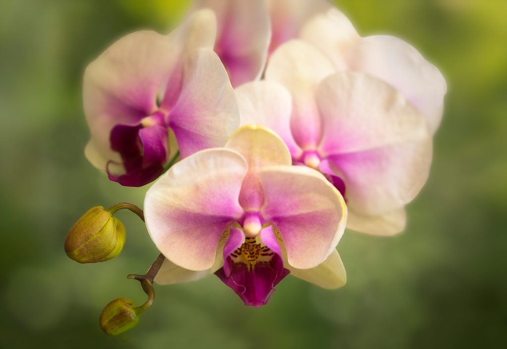 Anne Belmont with Velvet 56 Lensbaby Creative Photography Flower Photography Orchids