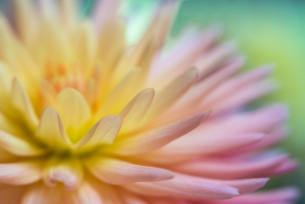 Anne Belmont With Velvet 56 Lensbaby Pink Dahlia Creative Photography Flower Photography