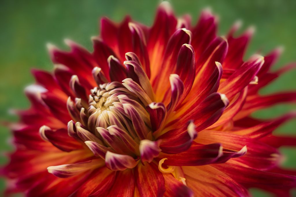 Anne Belmont with Velvet 56 Lensbaby Flower Photography Creative Photography 