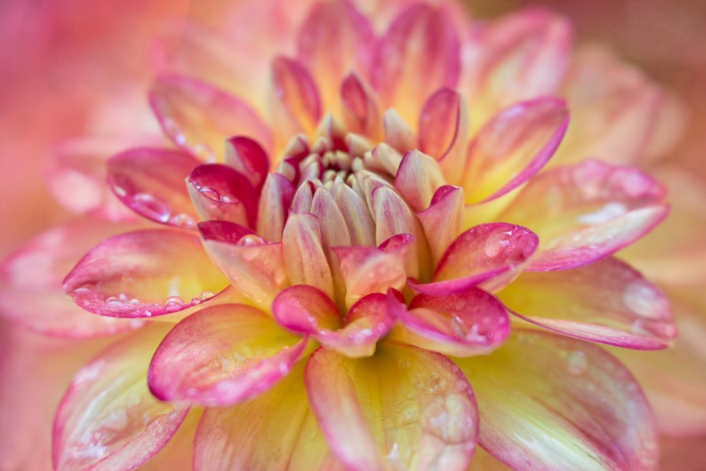 Anne Belmont with Velvet 56 Lensbaby Creative Photography Flower Photography Watered Dahlia