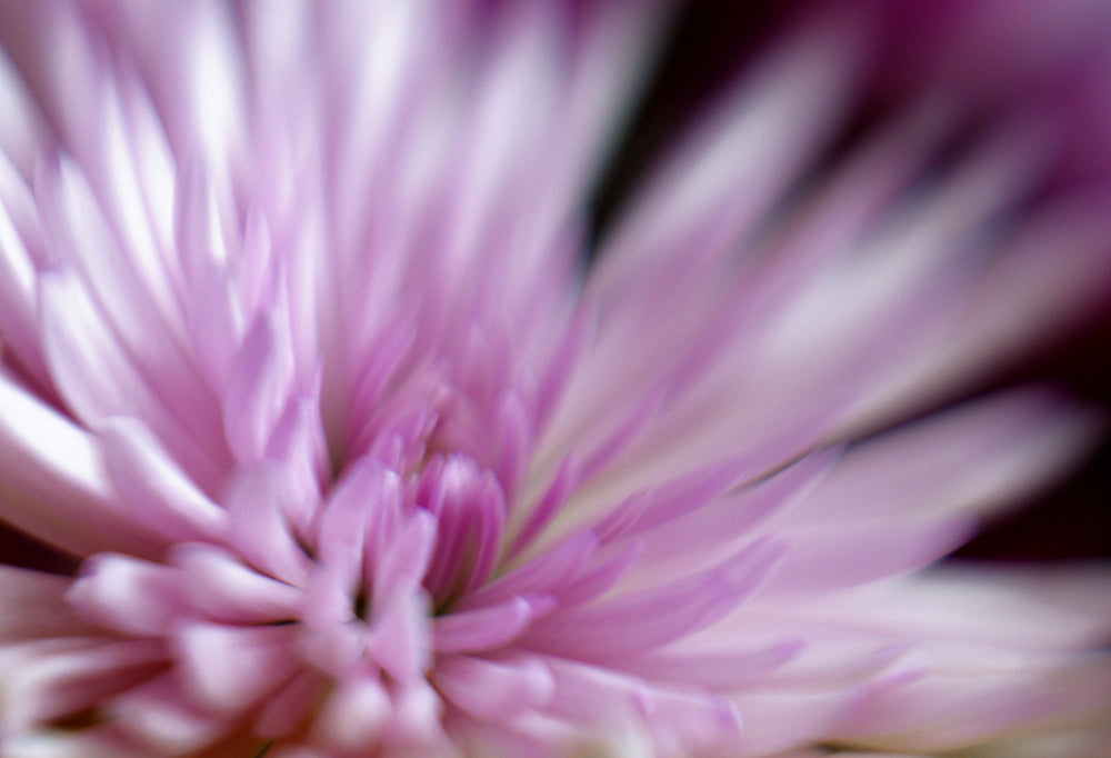 Purple Flower Lensbaby Creators Janet Broughton