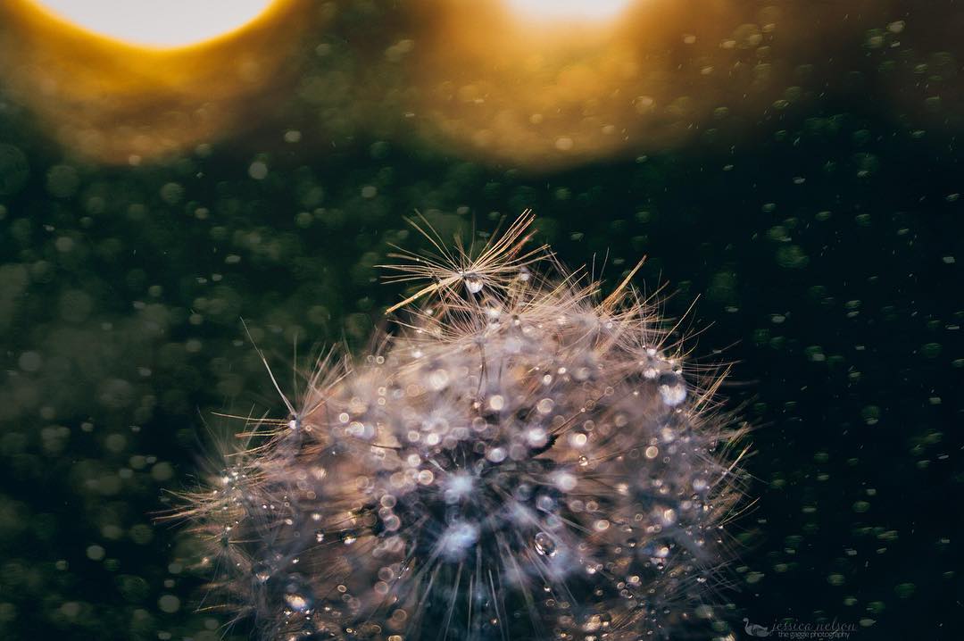 dandelion with dew drops water drops golden hour bokeh light flare 