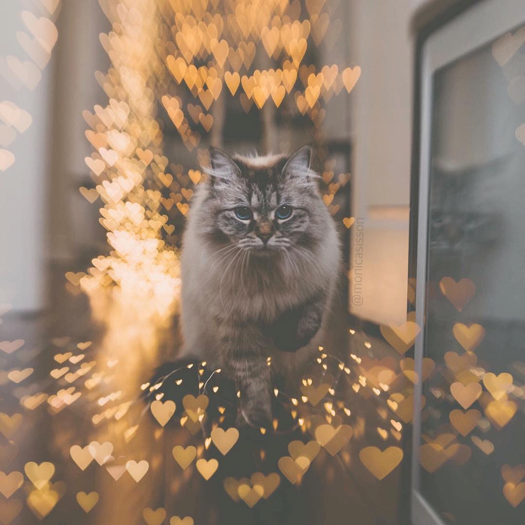 gray cat in the middle of heart-shaped lights creative bokeh photography Lensbaby featured photos