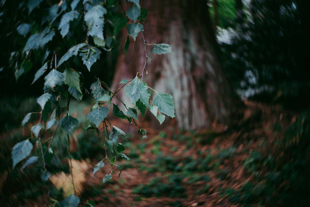 Leaves in forest