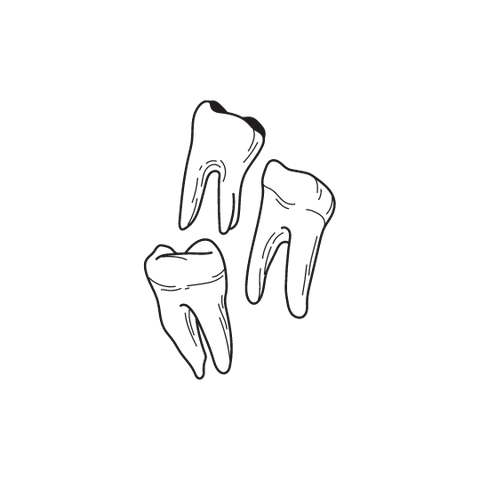 Drawing of molar teeth. There are 3 Teeth in total