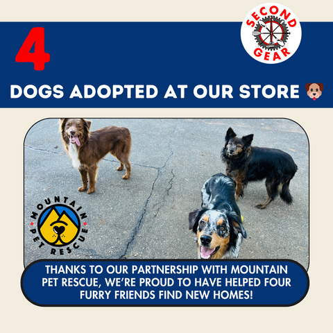 4 Dogs Adopted at Second Gear