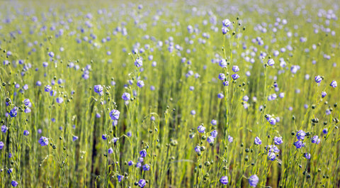 Field of blooming flax plants