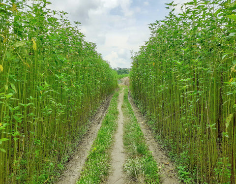 Jute plantation in India, also known as the golden fiber