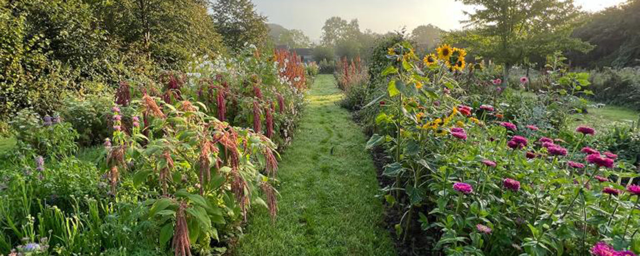 Image shows some of the cut flower beds at Common Farm Flowers in Somerset