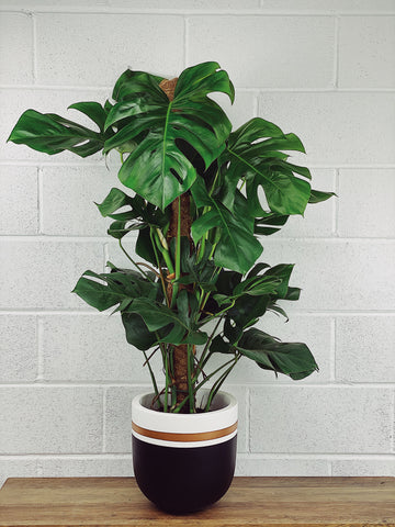 Monstera Care — Swiss Cheese Plant Care, How to Care for Monstera