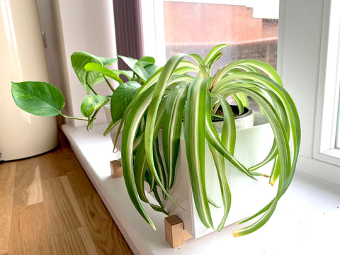 Spider Plants: A Growing & Care Guide