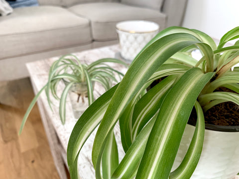 Keep Your Spider Plant Alive: Light, Water & Care Instructions