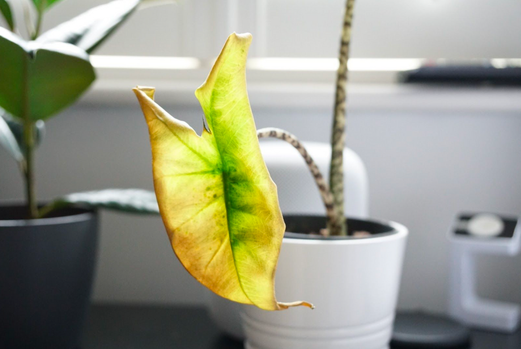 How to Get Rid of Gnats on Houseplants - Cotton Stem