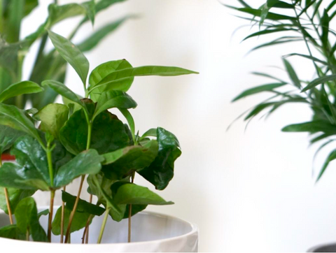Best Way to Increase Humidity for Houseplants
