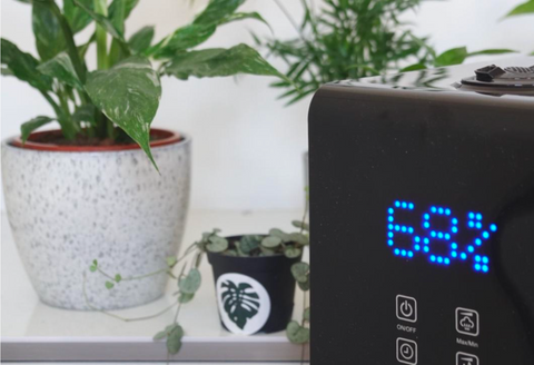 How to Increase Humidity For Plants (What Works)