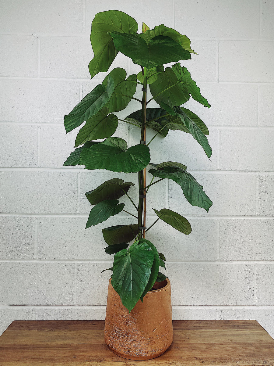 海外最新 フィカス ウンベラータ ８号 110cm spiral tree form asakusa