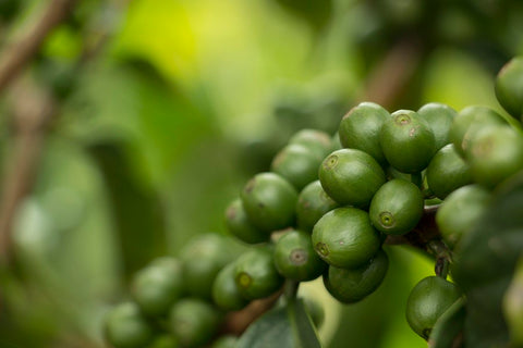 Grano de café de brasil en verde