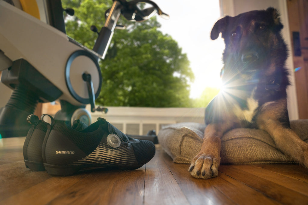 Man's best friend with Shimano SH-IC500 indoor cycling shoes