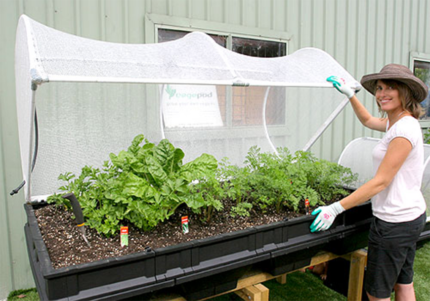 Image of Vegepod raised garden bed in greenhouse