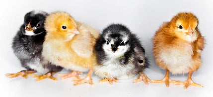 1004-Easter-0100