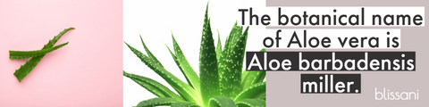 an aloe plant next to aloe stalks "the botanical name of aloe vera is aloe barbadensis miller" blissani logo