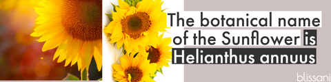 "The botanical name of the Sunflower is Helianthus Annuus" An image of a sunflower
