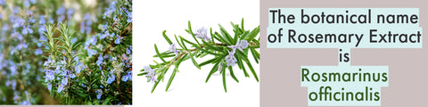 "the botanical name of rosemary is Rosemarinus officinalis" a rosemary bush and a rosemary branch