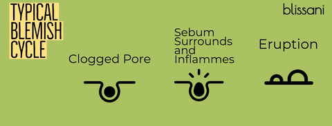 "Typical Blemish Cycle: Clogged Pore, Sebum surrounds and inflames, eruption"  images of a clogged pore