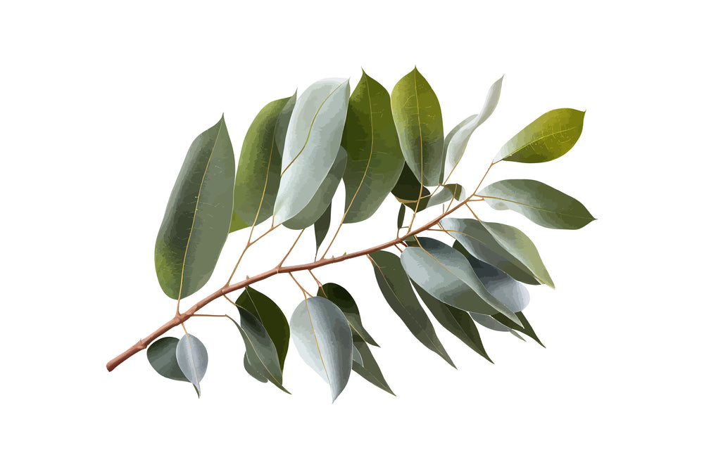 eukalyptusöl