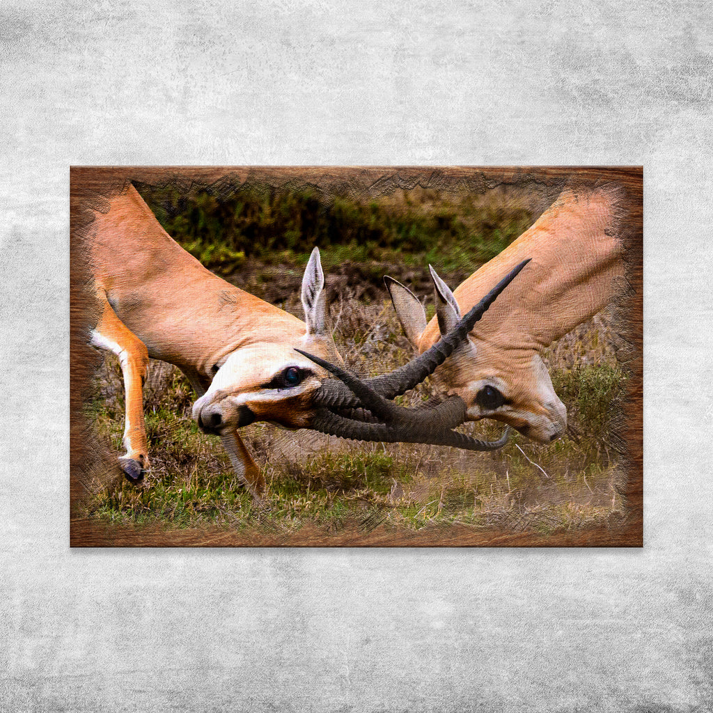 Antelope Head Clash II Canvas Wall Art - by Tailored Canvases